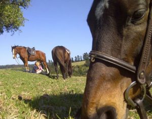 HOG HOLLOW HORSE TRAILS