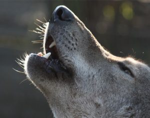 TSITSIKAMMA WOLF SANCTUARY